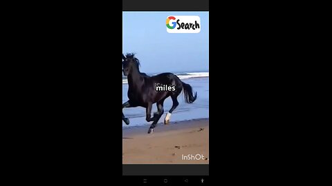 4 Insane But True Horse Facts You Won’t Believe!