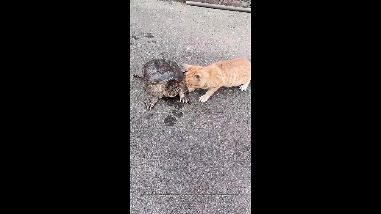 Billi itni fast kyon Hai