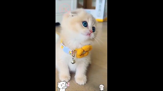 Cute baby kitten 😻🥰 #shorts