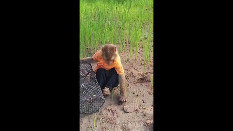 Viral video SokYaa, OG, Pao & Mom Are Famous Around The World #shorts #anime #trend #edit