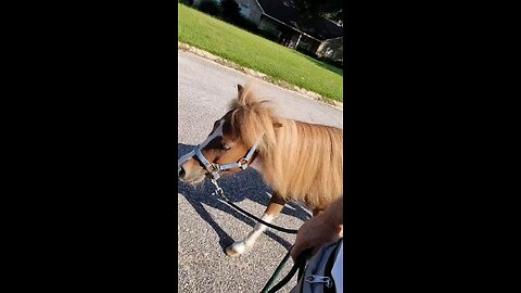 slow walk with jake