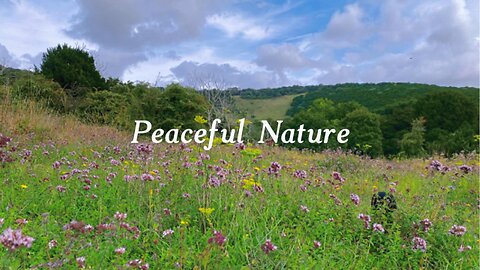 Ultimate Nature Relax – Calm Nature Sounds of Kingley Vale, West Sussex #1