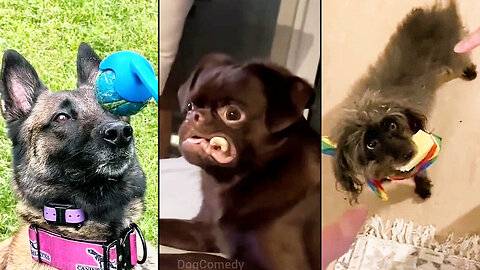 When Dogs Are No Longer Able to Control 😂🤣