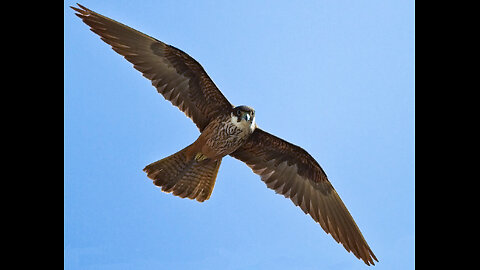 Falcons