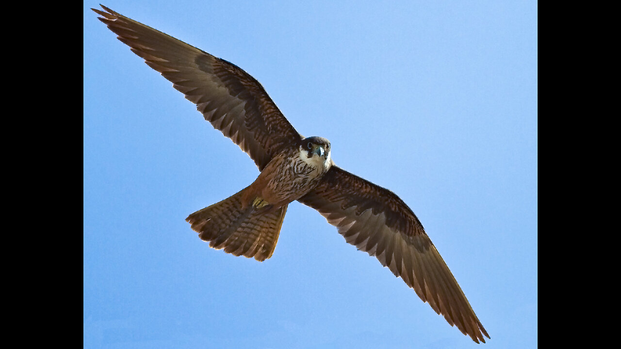 Falcons