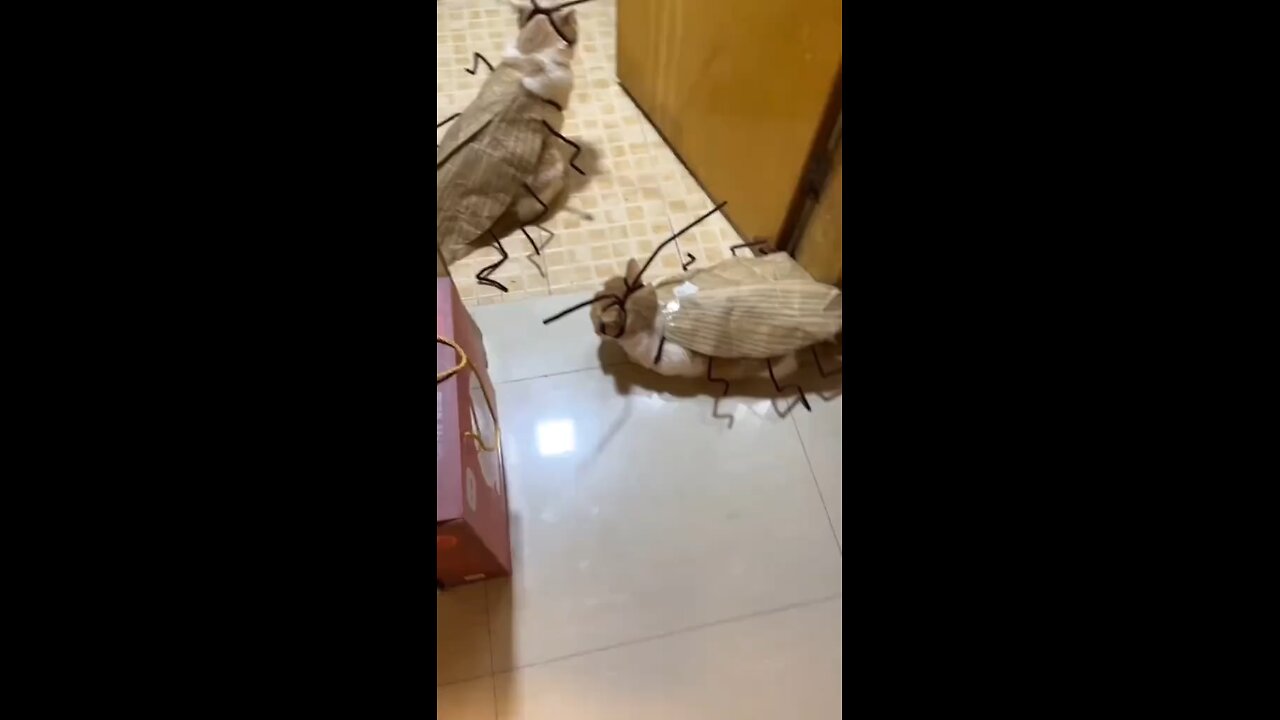 wao