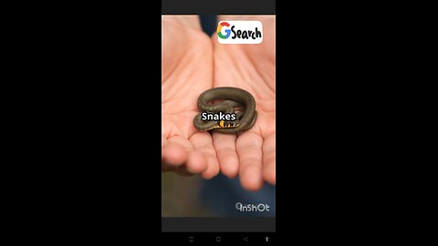 Top 4 Shocking Snake Facts You Won’t Believe | Flying, Hypnotic & Deadly!