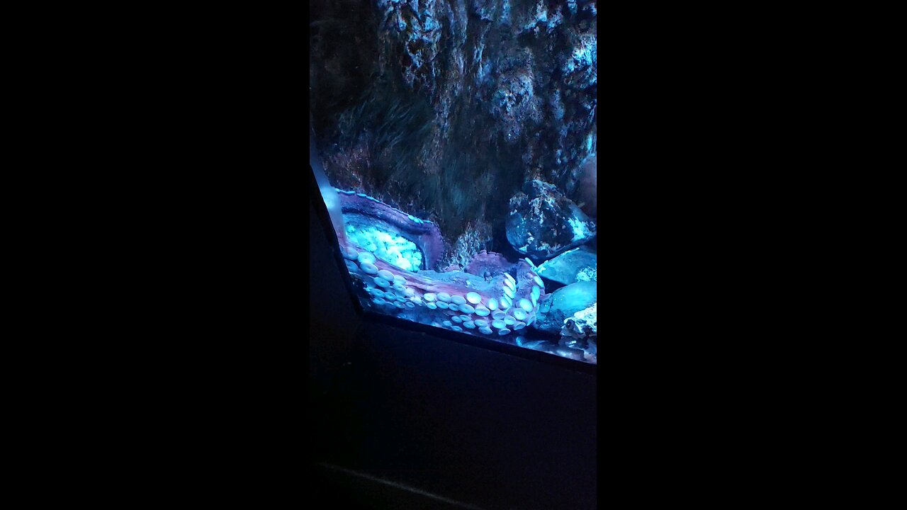 octopus at the zoo