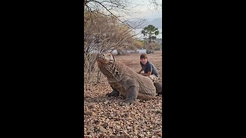 The largest living lizard in the world Komodo dragon ( indonesia)