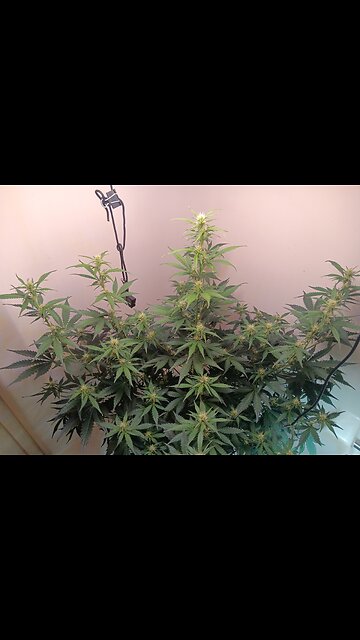 Gorilla Cookies auto week 6
