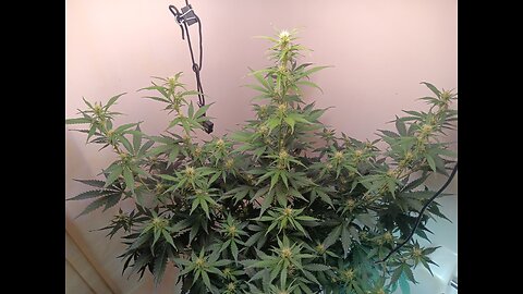 Gorilla Cookies auto week 6