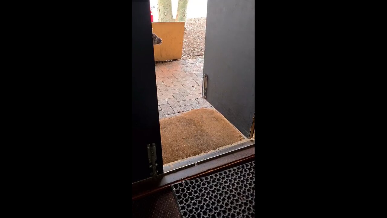 Only in Australia 🇦🇺 kangaroo loves beer pub