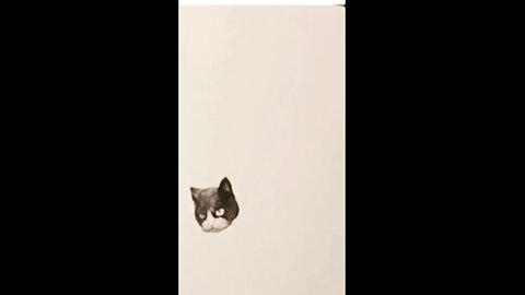 cat memes😂😂 Special for the cat lover or animal lover / enjoy and laugh