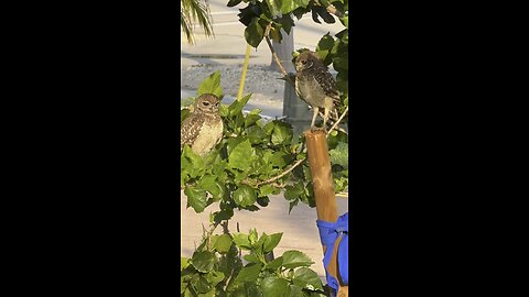 Baby Burrowing Owls Day 43 Out | 4K