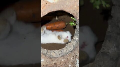 When the weather gets cold, the little rabbit hides in the hole to sleep. Cute pet debut plan. Rabb