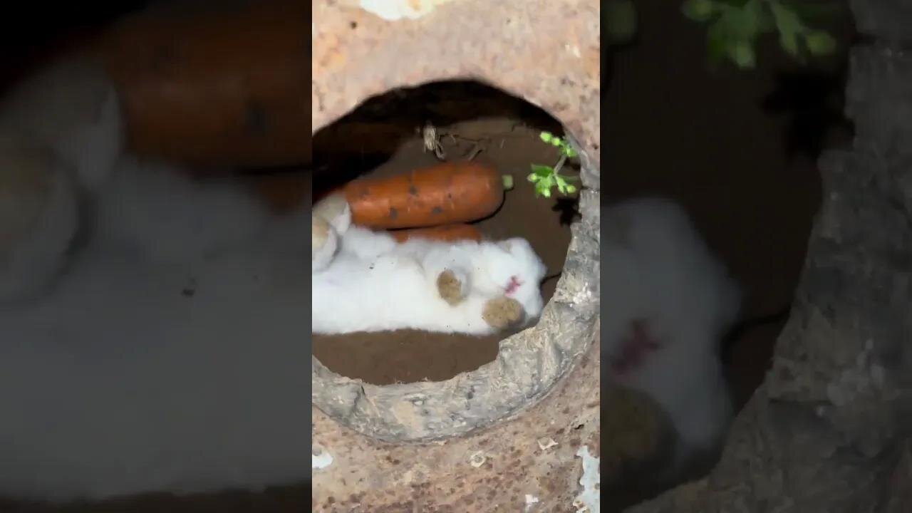 When the weather gets cold, the little rabbit hides in the hole to sleep. Cute pet debut plan. Rabb