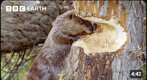 Busy Beavers Build Dam Ahead of Winter | Yellowstone