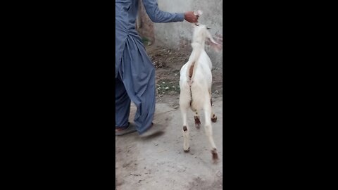 my goat vedio