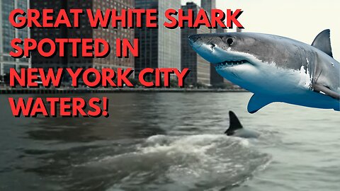 INCREDIBLE FOOTAGE of a GREAT WHITE SHARK spotted around NEW YORK CITY waters