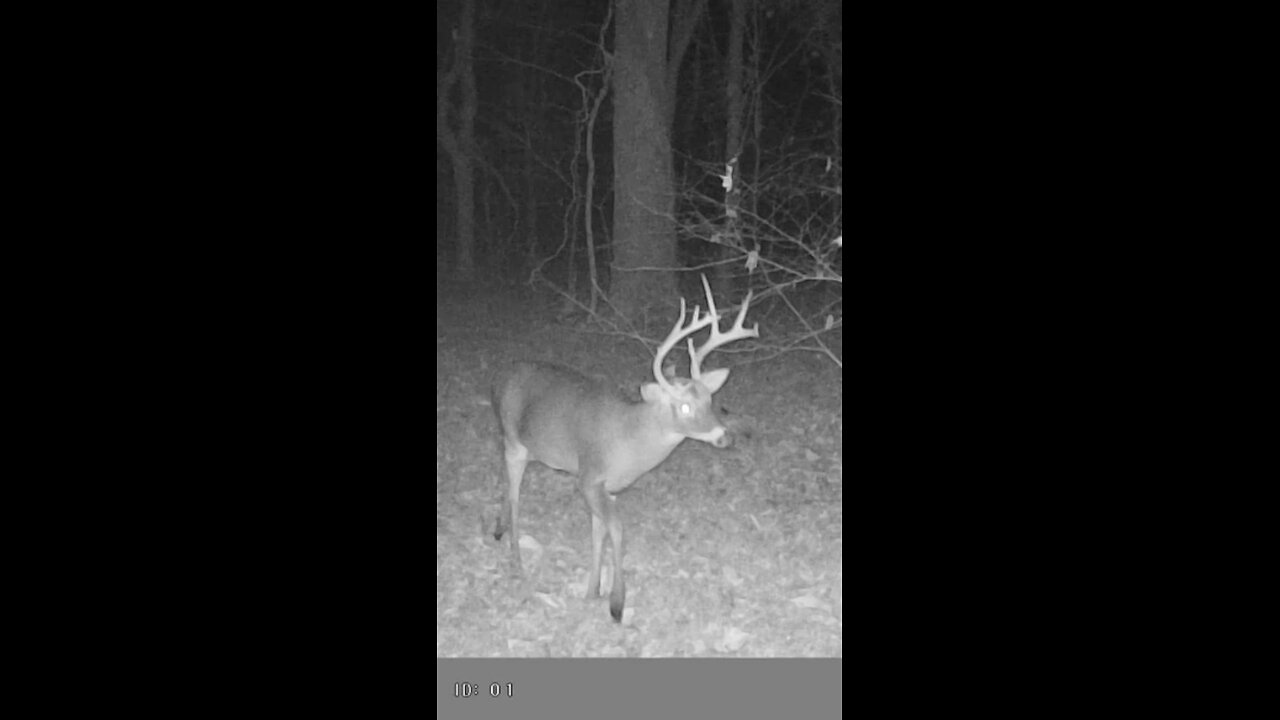 Trail camera test video, short
