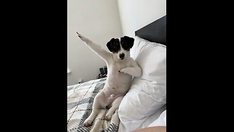 Bailalo Rocky Adorable Dancing Dog Video