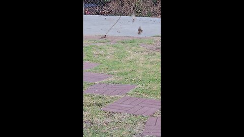 Bird 🕊️🕊️ watch ⌚