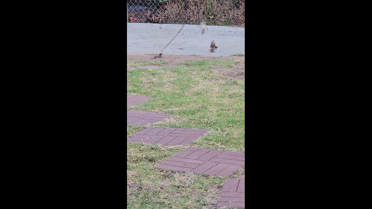 Bird 🕊️🕊️ watch ⌚