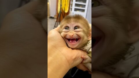 This Baby Monkey’s Sleepy Smile Will Melt Your Heart!