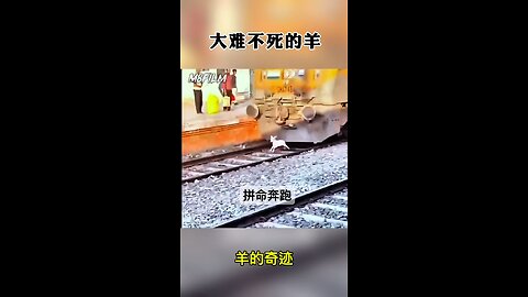羊的奇迹！Miracle of the sheep!