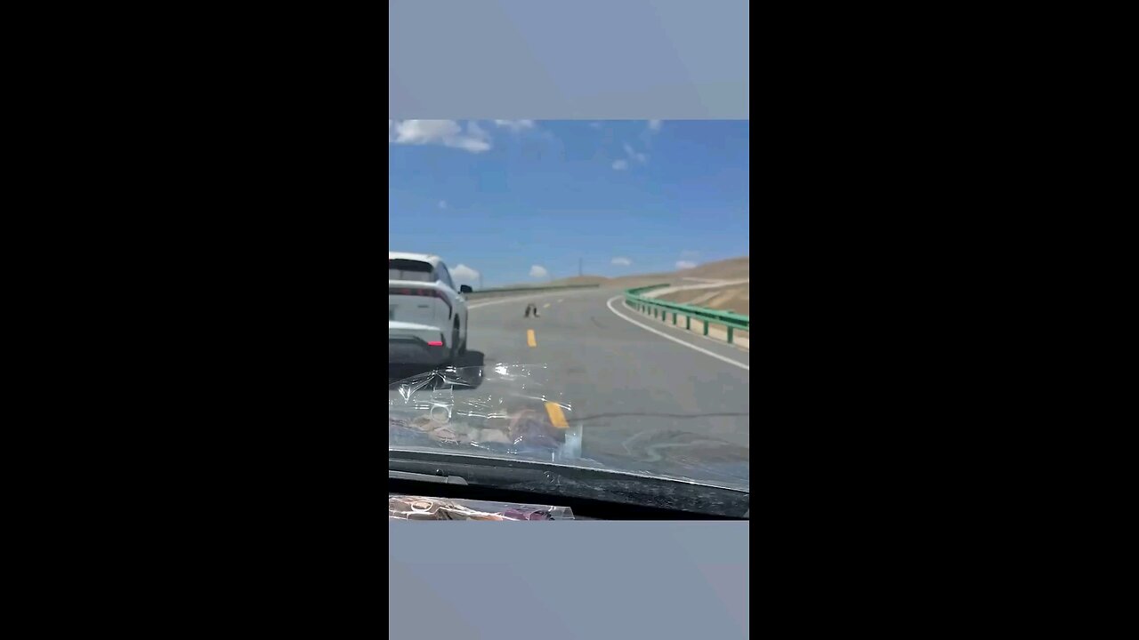 Here's me commentary on marmots wrestling. Again. 🔊🎙