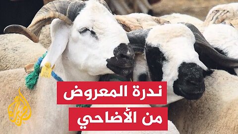 مع اقتراب عيد الأضحى المبارك__ تواصل أسعار المواشي ارتفاعها في العديد من الدول العربية