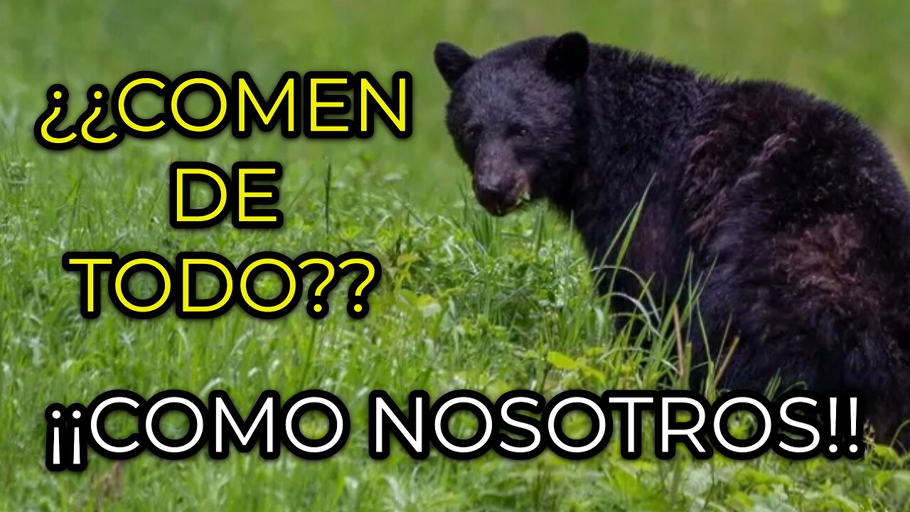 ¡Descubre a los OMNÍVOROS!-Omnivorous Animals: What They Eat Will Surprise You (Video in Spanish)
