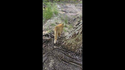 Cat in nature.