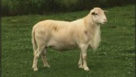 Rotational Grazing on Hold