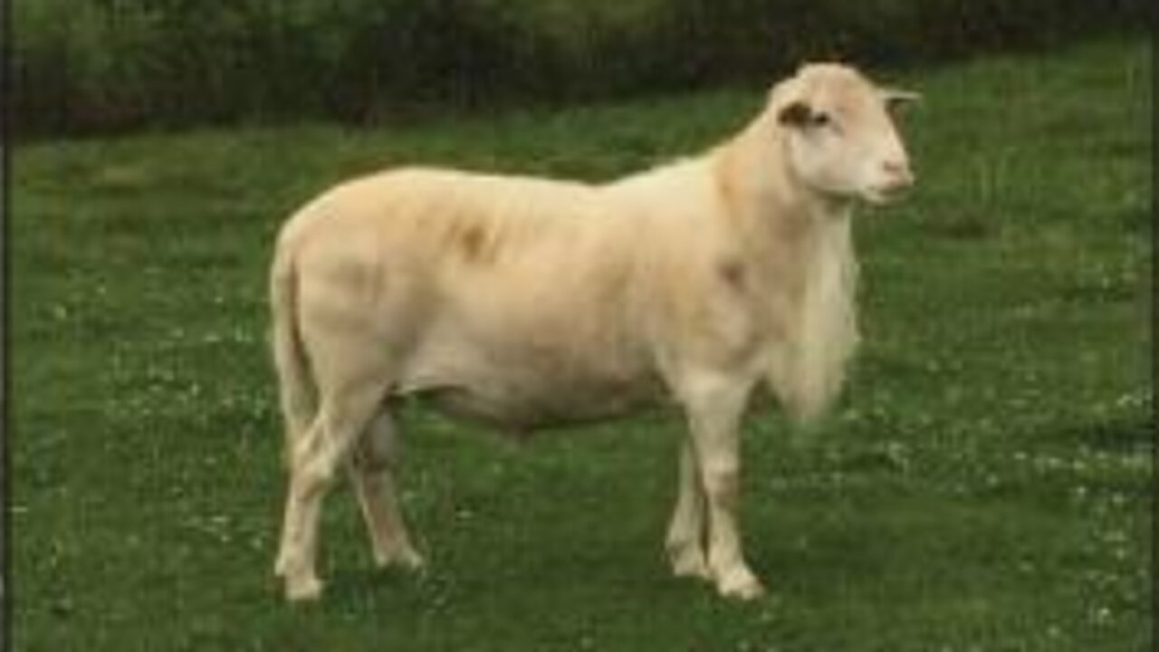 Rotational Grazing on Hold
