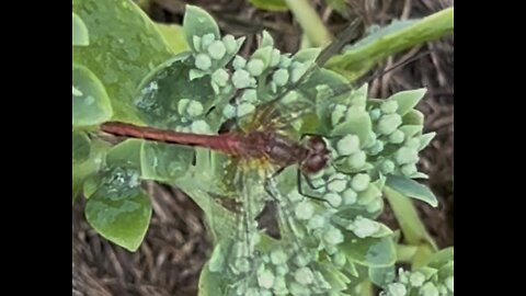 Dragonfly on a Sedum 🌱 Plant