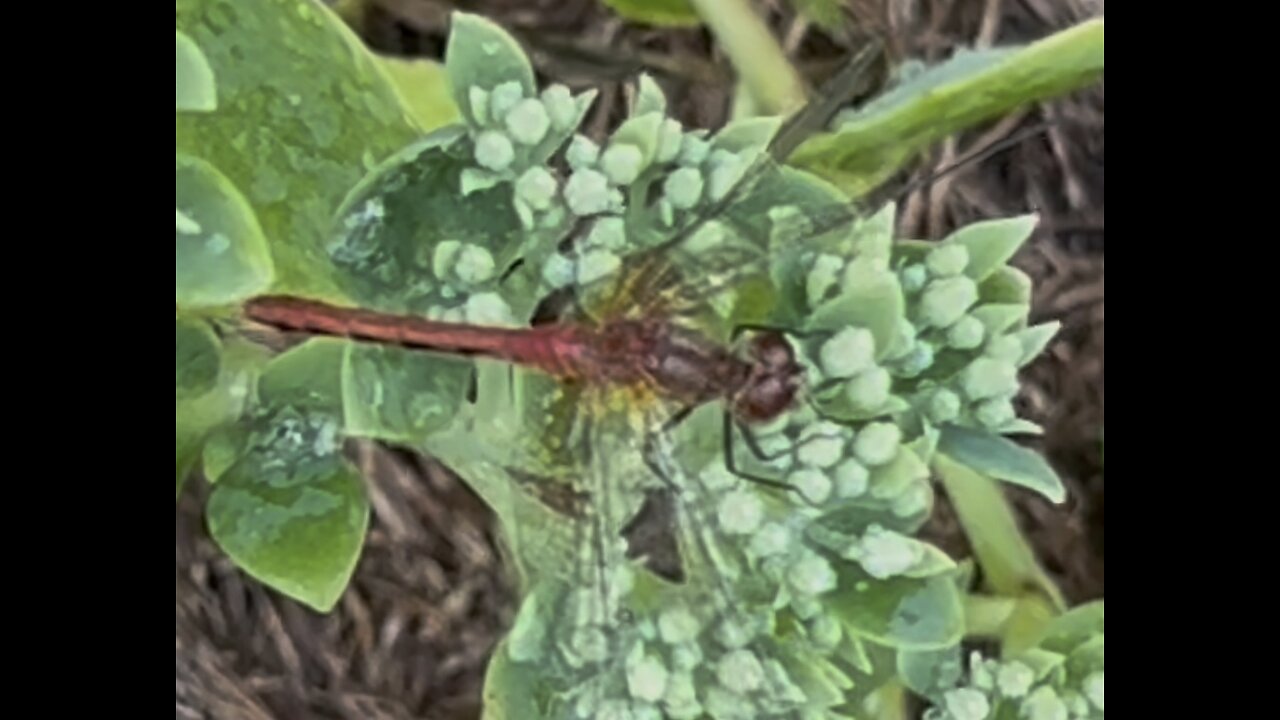 Dragonfly on a Sedum 🌱 Plant