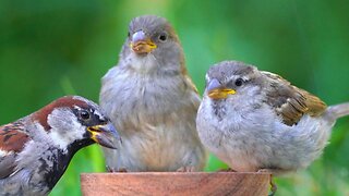 There is Always Time to Feed Some House Sparrows