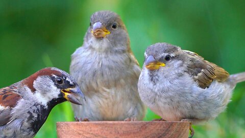 There is Always Time to Feed Some House Sparrows