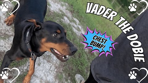 Doberman vs. Distractions: Stick Drop Masterclass