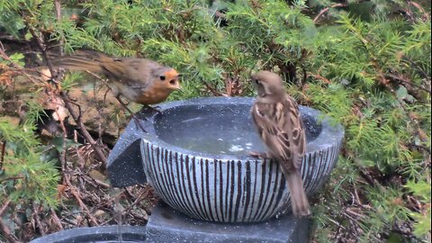 Robin Wins the Bird Bath