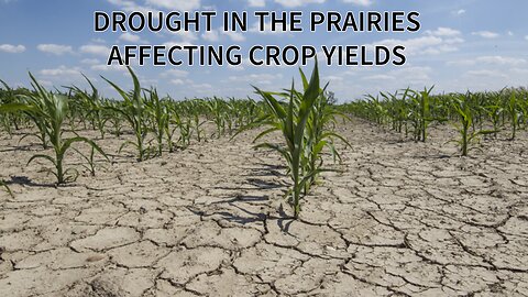 Ep 7 - Drought In The Prairies - Revisiting Yukon Mine Disaster - Reinsurance Rate Decline
