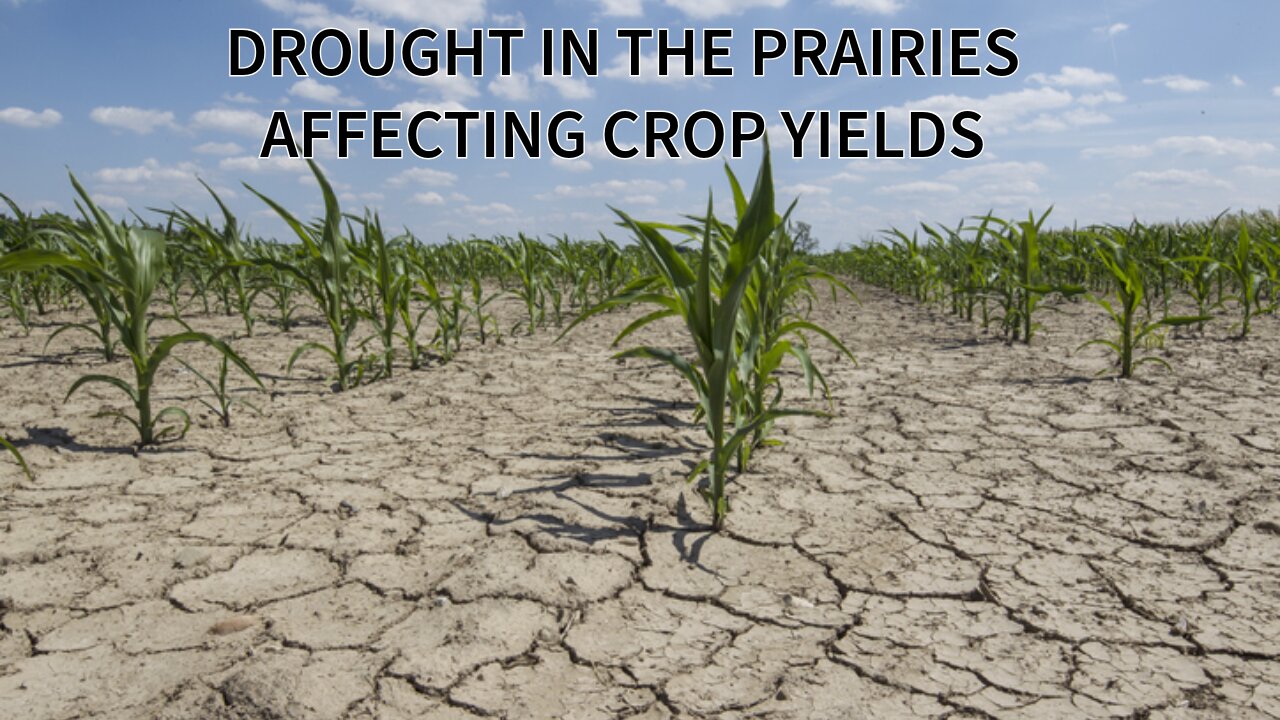 Ep 7 - Drought In The Prairies - Revisiting Yukon Mine Disaster - Reinsurance Rate Decline