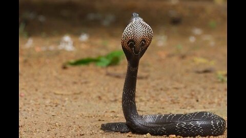 TOP TEN FACTS ABOUT INDIAN COBRA