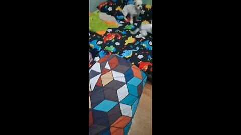 dog night vlog