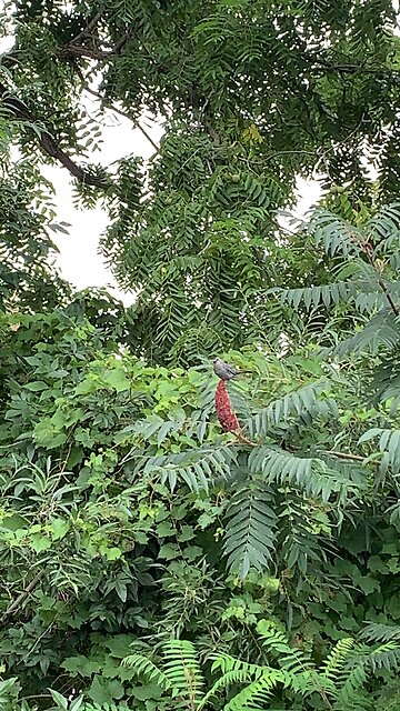 Catbird makes some noise trackside