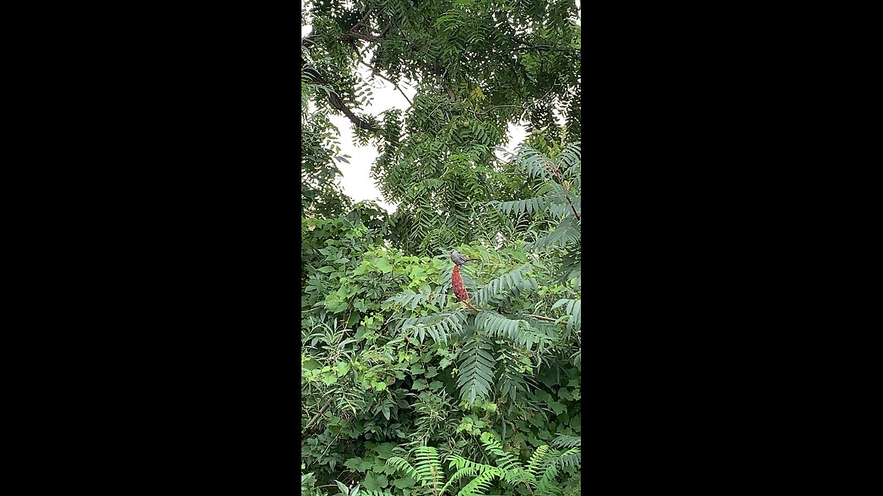 Catbird makes some noise trackside