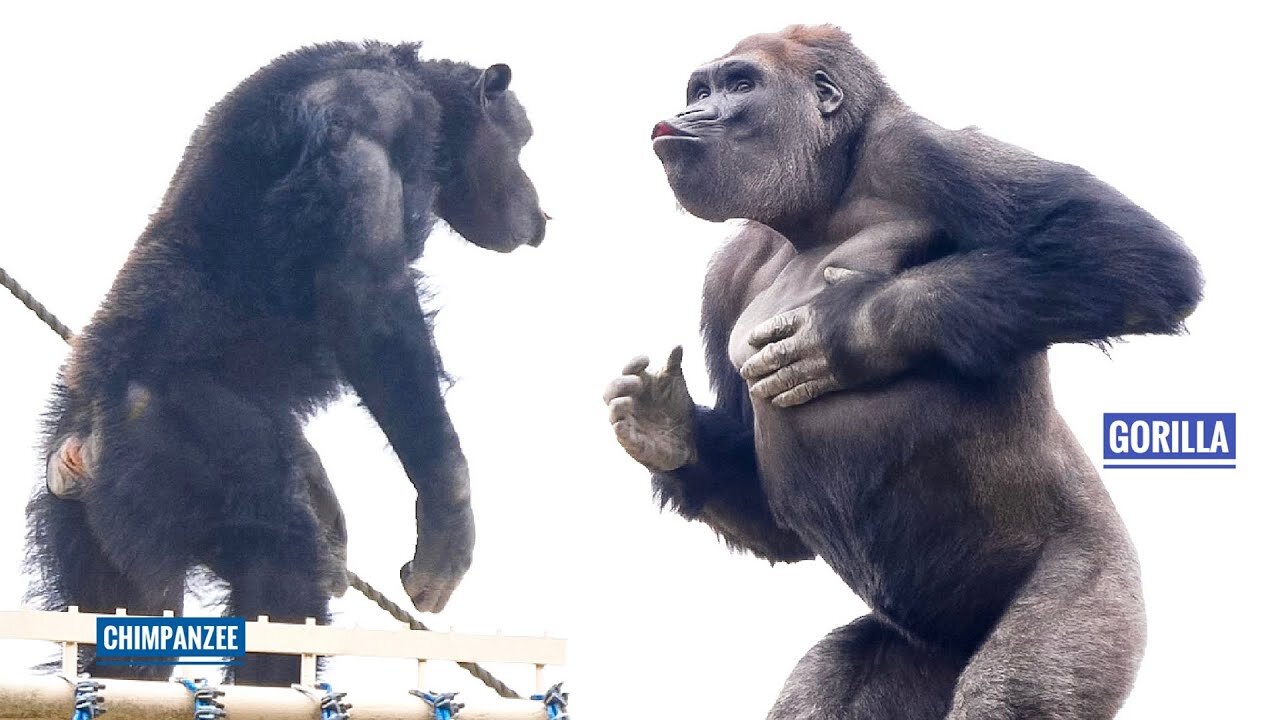 Gorilla Shows Off His Strength To Chimpanzees _ The Shabani Group
