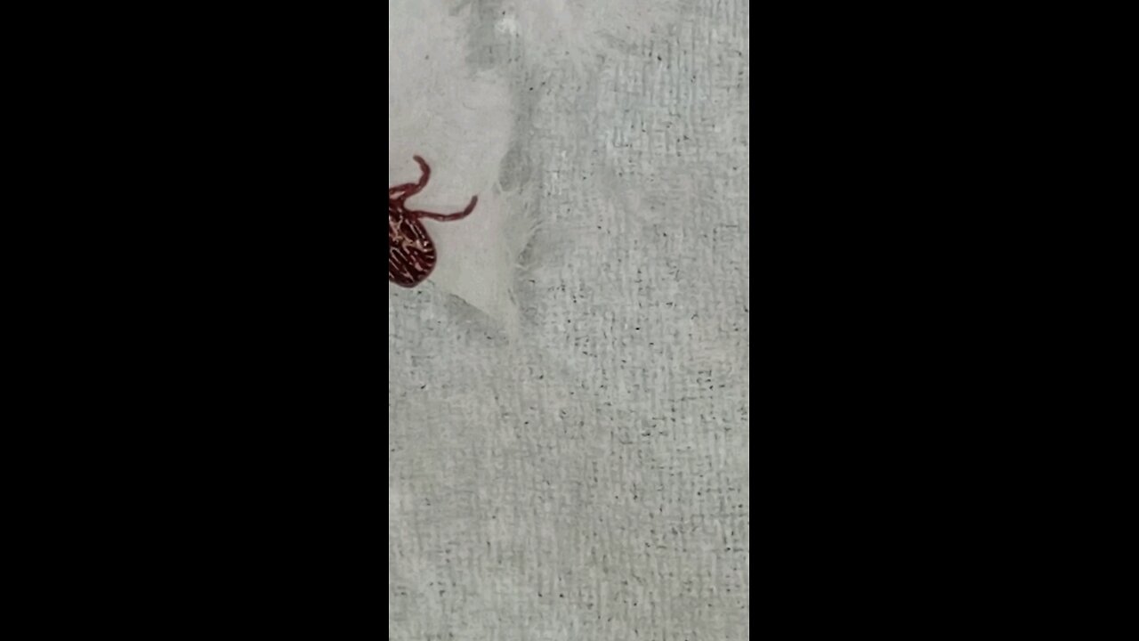 Tick Trash Talk