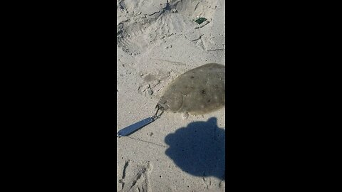 ANOTHER FLUKE ON A BUTTER KNIFE